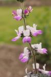 Photo: Collinsia heterophylla 1.