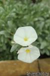 Photo: Convolvulus cneorum 0.