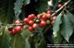 Photo: Coffea arabica 1.