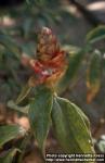 Photo: Costus.