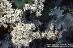 Photo: Crambe maritima 5.