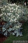 Photo: Crambe maritima 6.