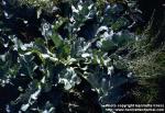 Photo: Crambe maritima.