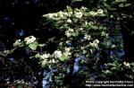 Photo: Crataegus 4.