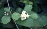 Photo: Crataegus flabellata 2.