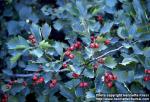 Photo: Crataegus flabellata.