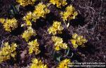 Photo: Crocus flavus 2.