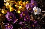 Photo: Crocus vernus 2.