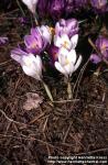 Photo: Crocus vernus 3.