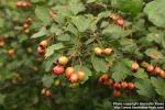 Photo: Crataegus laevigata.