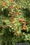 Photo: Crataegus monogyna.