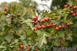 Photo: Crataegus monogyna 1.