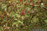 Photo: Crataegus monogyna 4.