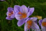 Photo: Crocus speciosus 2.