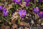 Photo: Crocus vernus 9.