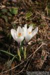 Photo: Crocus vernus 11.