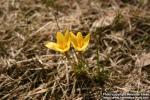 Photo: Crocus chrysanthus.