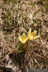 Photo: Crocus chrysanthus 2.