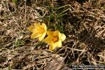 Photo: Crocus chrysanthus 3.