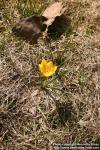 Photo: Crocus chrysanthus 4.