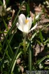 Photo: Crocus vernus 15.