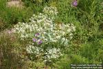 Photo: Crambe maritima 7.