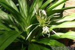 Photo: Crinum asiaticum.