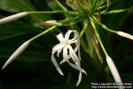 Photo: Crinum asiaticum 1.