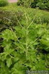 Photo: Crambe cordifolia.