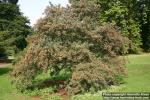 Photo: Crataegus tanacetifolia.