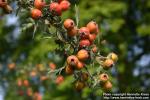 Photo: Crataegus tanacetifolia 2.