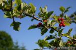 Photo: Crataegus maximowiczii.