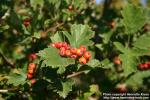 Photo: Crataegus maximowiczii 2.