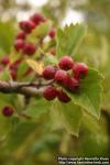 Photo: Crataegus maximowiczii 5.