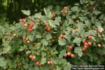 Photo: Crataegus laevigata 1.