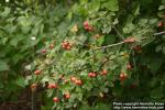 Photo: Crataegus laevigata 2.