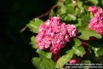 Photo: Crataegus laevigata 7.