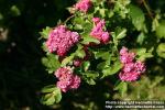 Photo: Crataegus laevigata 8.