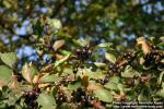 Photo: Crataegus douglasii 0.