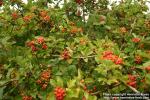 Photo: Crataegus maximowiczii 06.