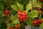 Photo: Crataegus maximowiczii 07.