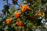 Photo: Crataegus maximowiczii 12.