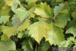 Photo: Crataegus flabellata 3.