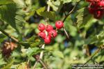 Photo: Crataegus flabellata 6.