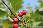 Photo: Crataegus flabellata 7.