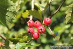 Photo: Crataegus flabellata 8.