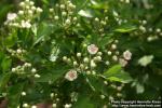 Photo: Crataegus rhipidophylla 0.