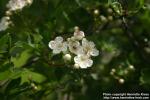 Photo: Crataegus rhipidophylla 1.