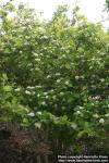 Photo: Crataegus maximowiczii 19.