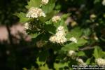 Photo: Crataegus maximowiczii 20.